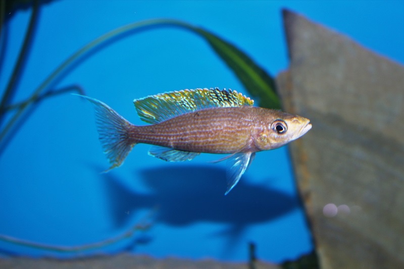 Paracyprichromis brieni 'Milima Island'